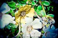 Foto matrimonio Roma