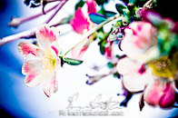 Fotografi Matrimoni Carrara